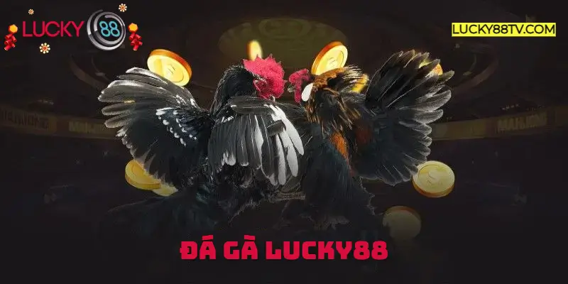 Đá gà Lucky88